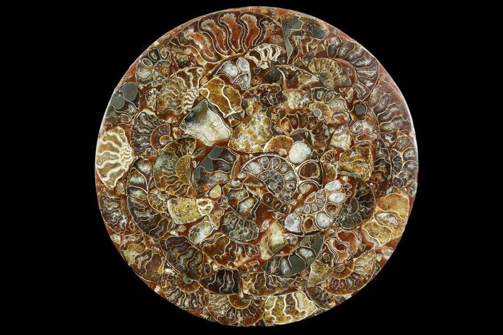 Composite Plate Of Agatized Ammonite Fossils #107334